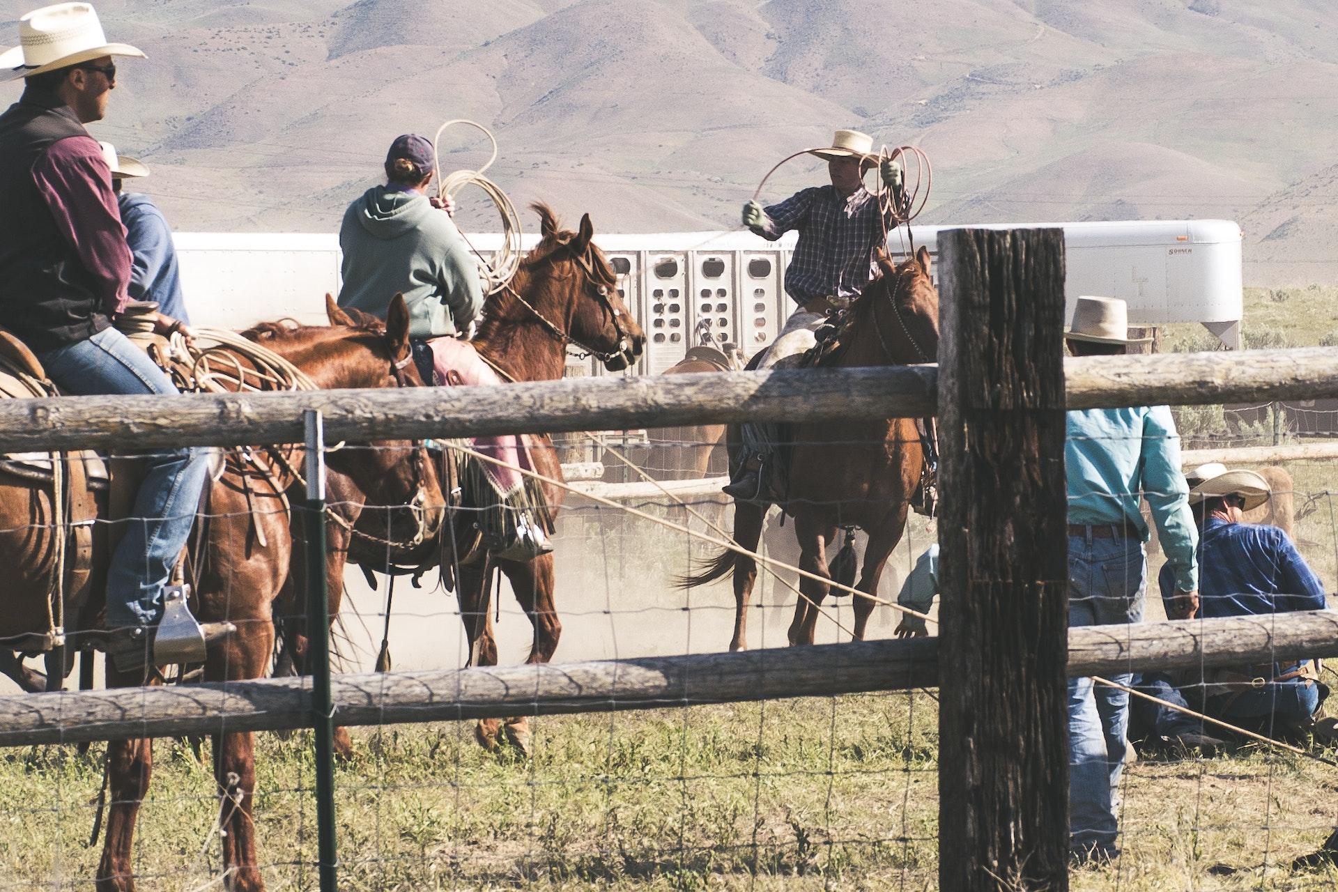 How to Communicate Effectively with Your Partner In Team Roping